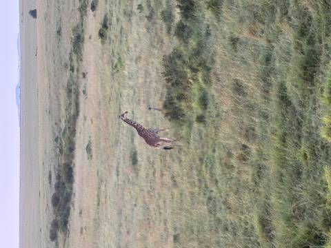       Giraffe standing tall in open grassy plains under a pale morning sky.
  