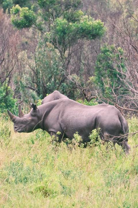       Two black rhinoceroses grazing among bushes in the savannah.
  