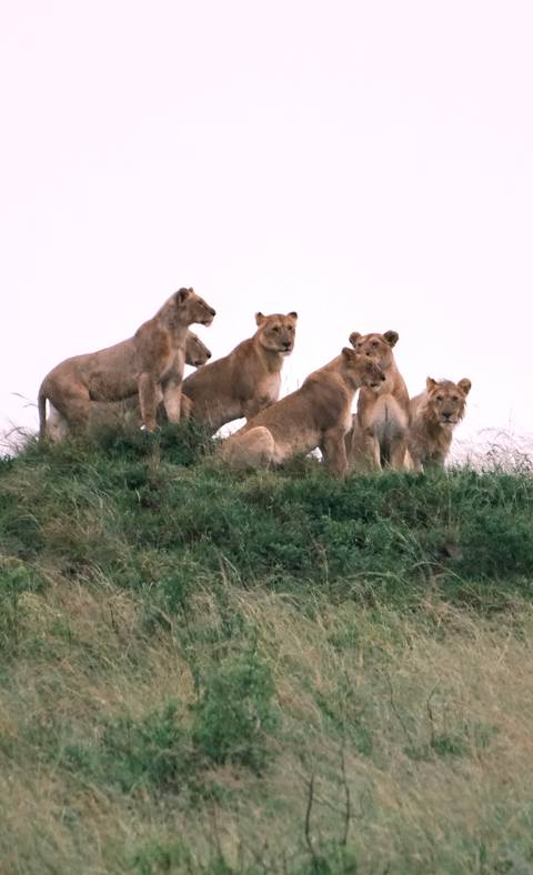       Pride of lions gathered on a grassy mound looking alert.
  