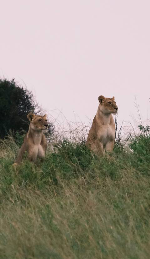       Two lionesses seated in tall grass looking into distance, duplicate of earlier image.
  