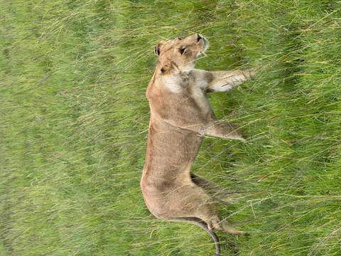       Lioness walking through lush green grassland, duplicate of earlier frame.
  