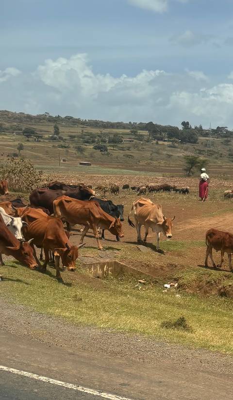       A herder in bright clothing watches over a mixed herd of cattle and goats on a dusty rural track.
  