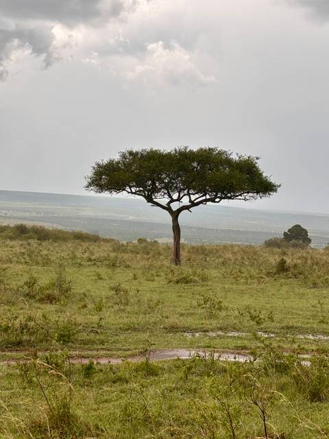       A single flat-topped acacia tree stands against a hazy savanna backdrop.
  
