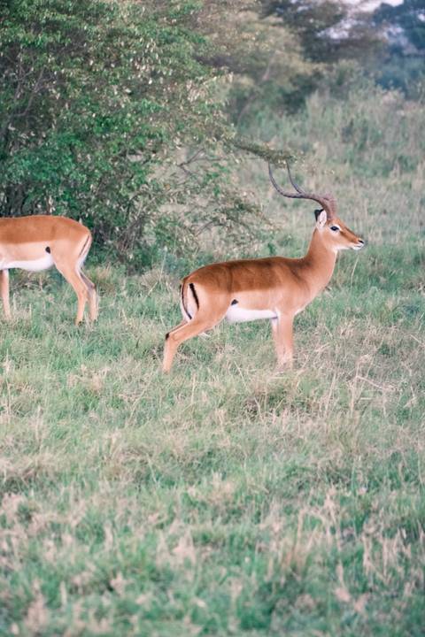       Two antelopes graze in short grass, one in profile with sleek tan coat.
  