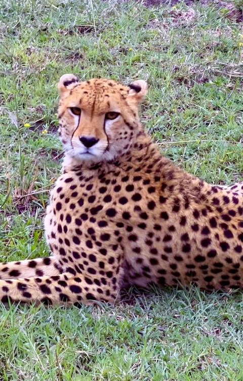       Close view of a young cheetah sitting in grass, staring at the camera.
  