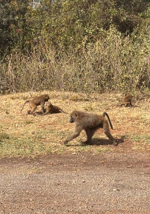       Group of baboons foraging and interacting on dry ground near shrubbery.
  
