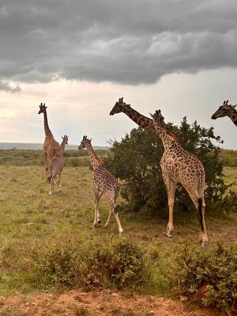       Several giraffes of varying sizes gather near a bush under soft evening light.
  