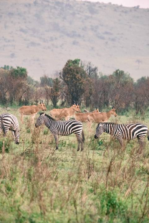      Mixed herd of zebras and antelopes grazing on a green plain with sparse burnt trees.
  