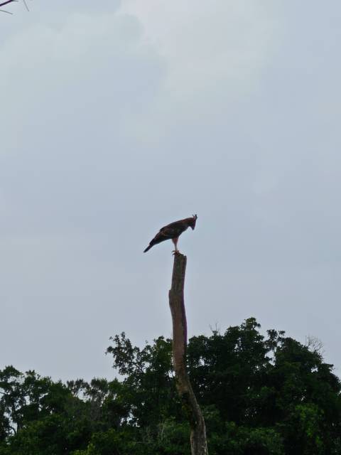       A solitary bird of prey balances atop a bare tree stump against a blank grey sky.
  