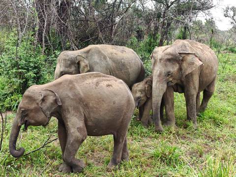       Four Asian elephants graze together in a verdant scrubland surrounded by low jungle.
  