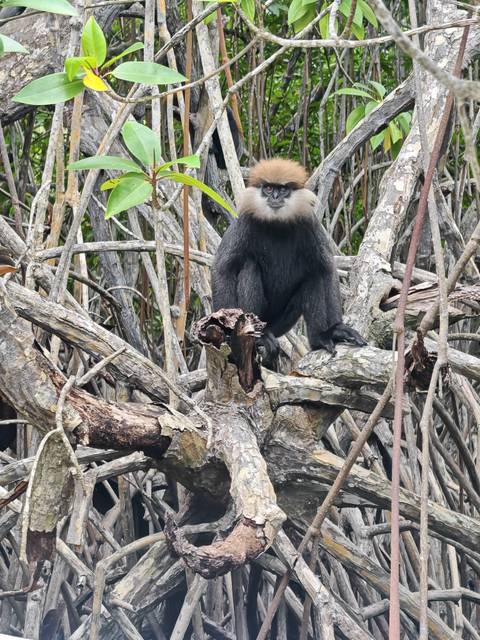       Black-bodied langur with pale face sits alert among tangled tree branches in dense forest.
  