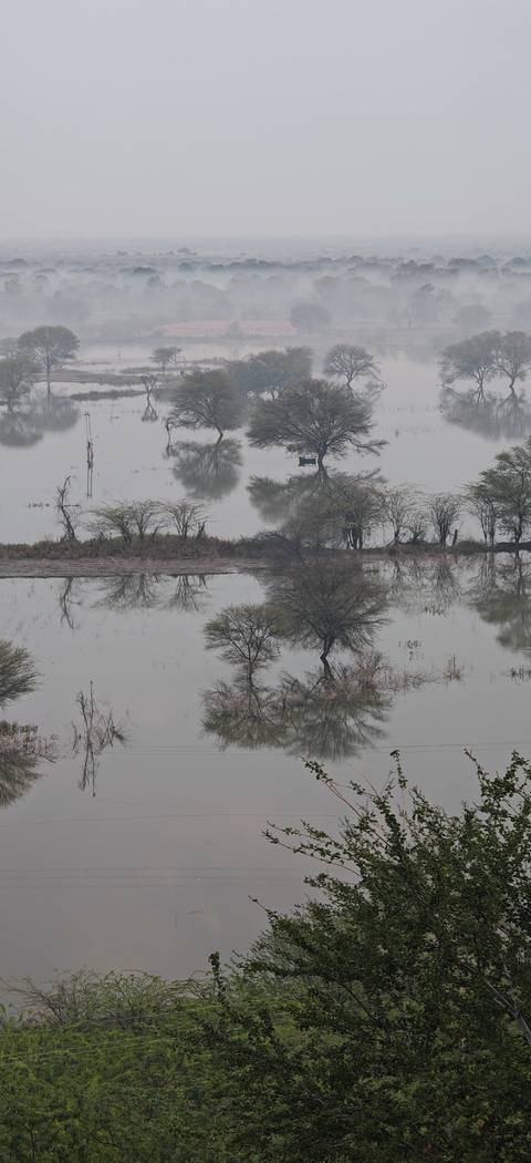       Leafless trees are mirrored in calm marshy water on a misty grey morning.
  