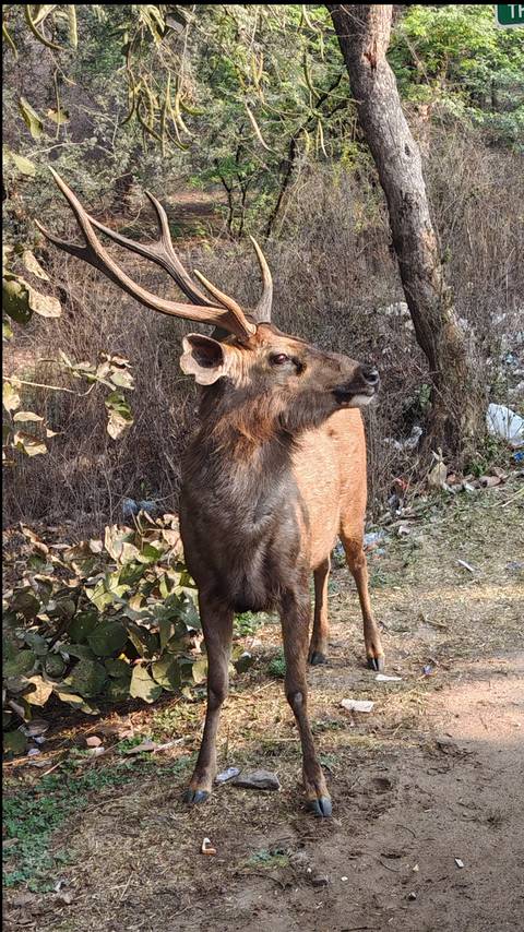       A sambar deer stands alert at the forest edge with dry foliage in the background.
  