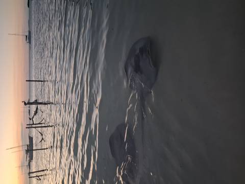      Stingrays glide in shallow sea at sunset with hammocks and boats in the background.
  