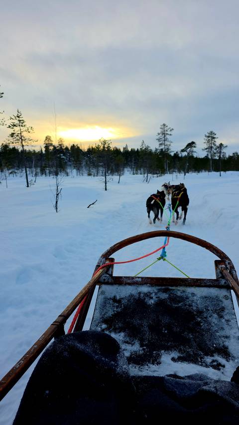       View from a dogsled as huskies pull through a snowy forest trail.
  