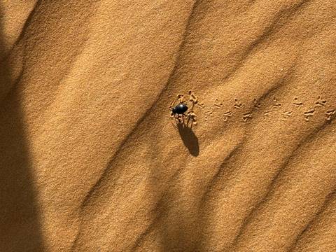       Close-up of a dark beetle trekking across rippled desert sand leaving tiny footprints
  