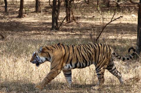       Bengal tiger striding through dry grass and forest in daylight.
  