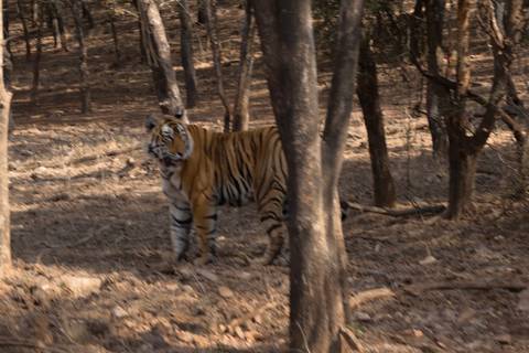       Out-of-focus tiger partially obscured by trees in a forest.
  