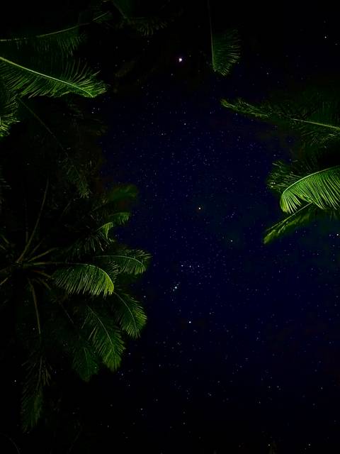       Clear night sky filled with stars framed by dark silhouettes of palm leaves.
  