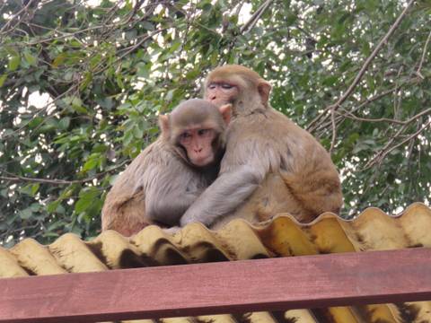       Two rhesus monkeys cuddle atop a corrugated roof beneath leafy branches.
  