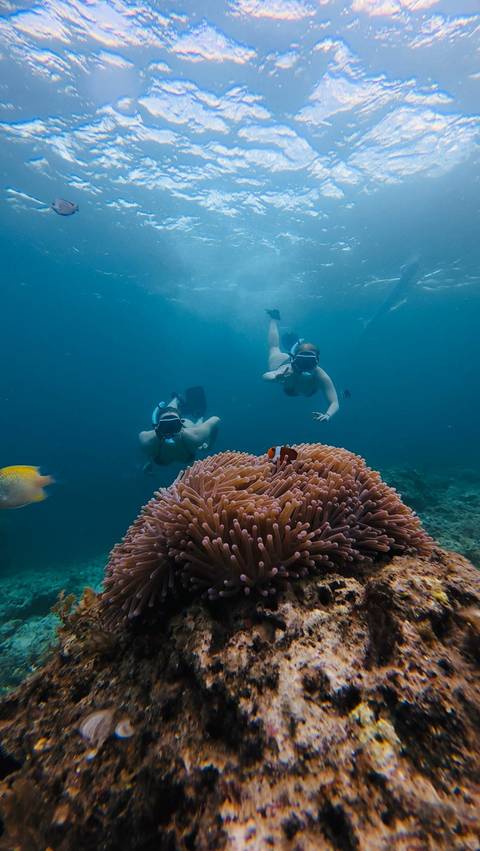       Two snorkelers explore a reef, approaching an anemone with clownfish in clear blue water.
  