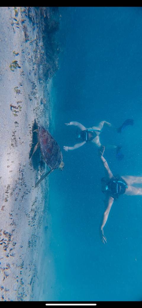       Snorkeler glides near a sea turtle over sandy seabed in clear blue water.
  