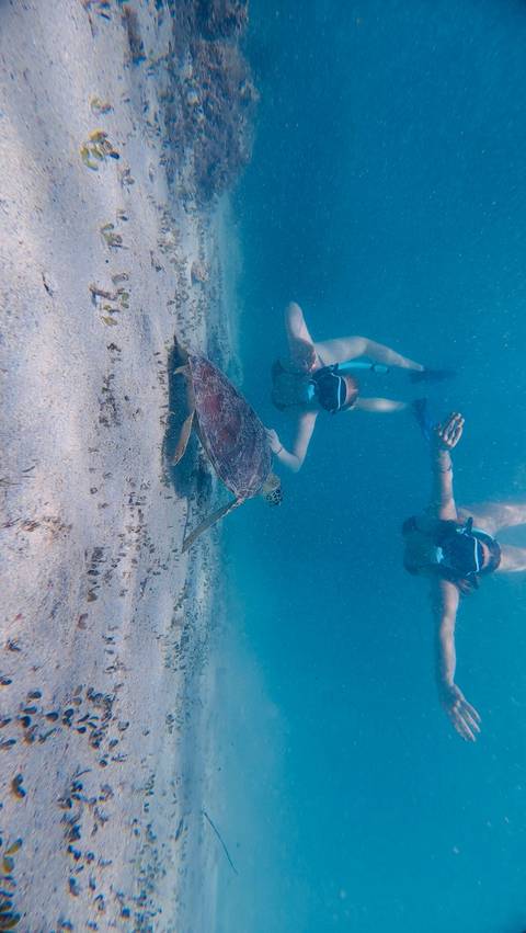       Snorkelers swimming alongside a green sea turtle in clear blue water.
  