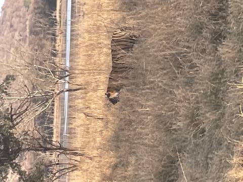       Wild Bengal tiger walking through tall dry grass beside a lake in the early morning.
  