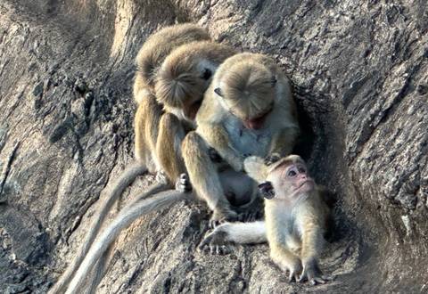       A trio of monkeys grooming on a rugged rock face.
  