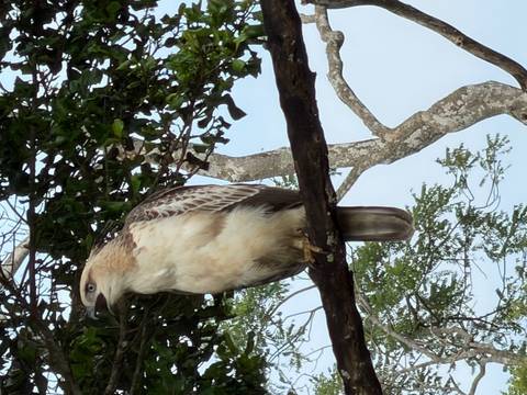       A hawk perched on a branch against a soft sky backdrop.
  