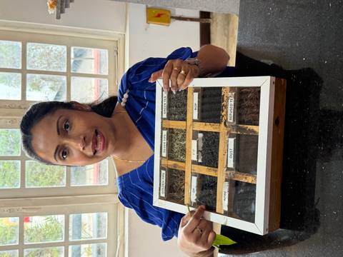       A guide presenting different grades of tea leaves in a display box.
  