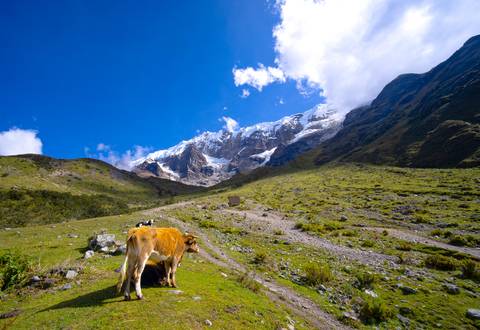       Brown cow grazing on a lush slope with snowy summits and dramatic sky above.
  