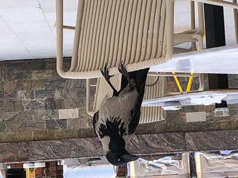       Close view of a gray crow perched on a café chair in an outdoor terrace.
  