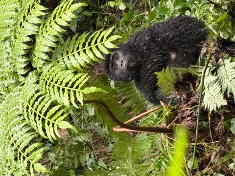       Young mountain gorilla beneath fern fronds peeks through lush undergrowth.
  