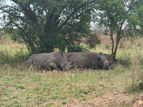       Group of white rhinos resting in the shade of a tree on grassy terrain.
  