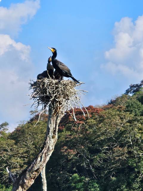       Cormorant pair perched on a large stick nest high above forest foliage and blue sky.
  