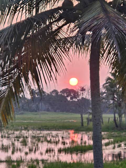       Pink-orange sun low on horizon framed by palm fronds and distant treeline in a slightly soft, hazy shot.
  