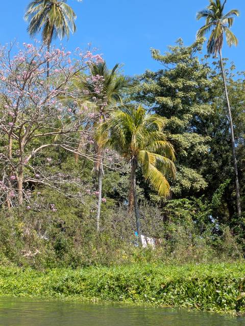       Close view of tropical trees and blooming branches under clear blue sky.
  