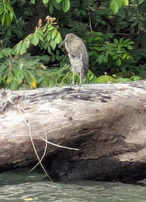       Blurry close-up of a bird standing on a fallen log in dense shrubbery.
  