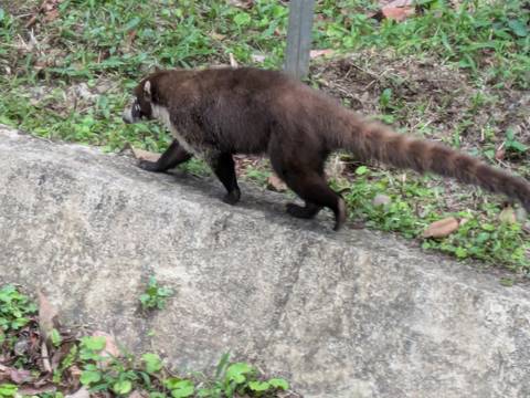       Coati walking along a concrete edge in a green roadside environment.
  