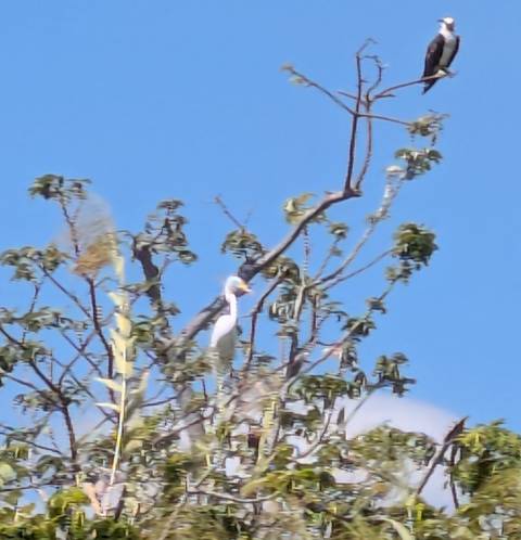       Distant white egret perched high in a tree against bright blue sky.
  