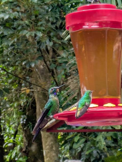      Two iridescent hummingbirds feeding at a red plastic feeder in a lush forest.
  