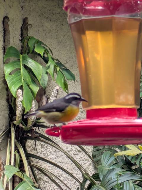       Small yellow-breasted bird perched on edge of red feeder beside tropical leaves.
  