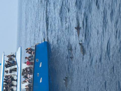       Tourists watch a pod of dolphins swimming beside a blue excursion boat on calm ocean waters.
  