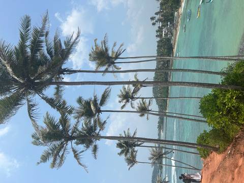       Tall palm trees line a turquoise bay with white-sand shoreline on a sunny tropical day.
  