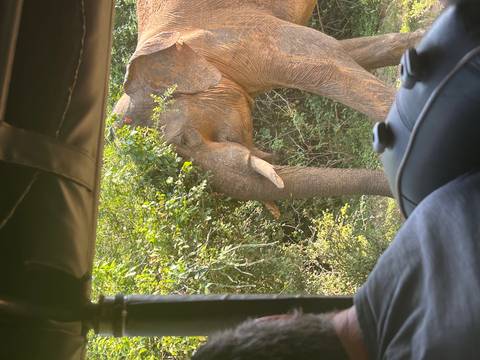       A wild elephant browses on leafy branches beside a safari jeep in dappled forest light.
  