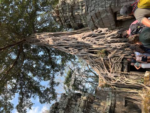       Massive tree roots engulf ancient stone temple doorway at Ta Prohm with travellers below.
  