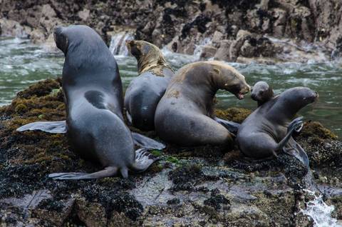       Group of sea lions lounging on rocky shore covered in algae beside green ocean water.
  