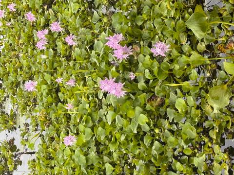      Cluster of pink water hyacinth flowers floating among dense green aquatic leaves.
  
