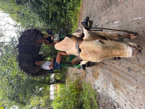       Ox-drawn cart carrying two travellers along a forest path with thatched canopy overhead.
  